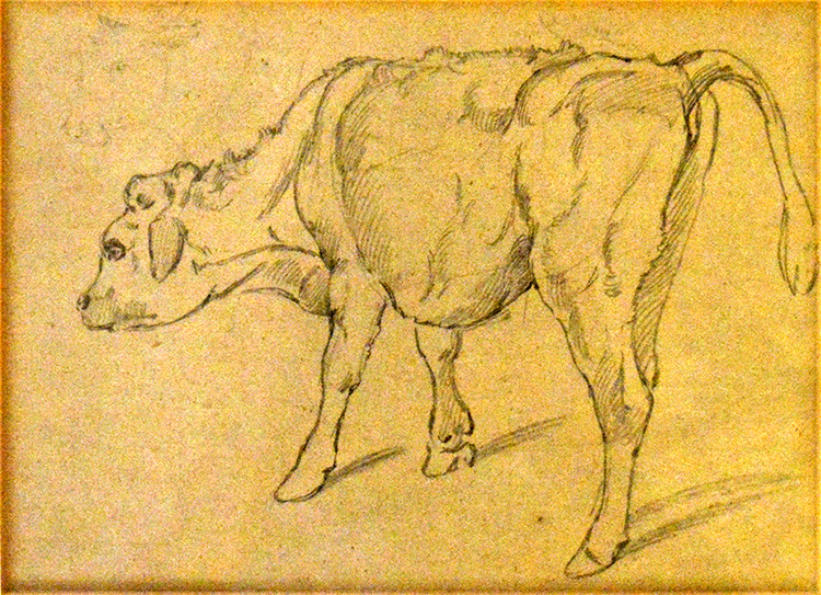 Calf
